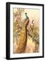 Peacock and Peahen, Illustration-null-Framed Art Print