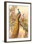 Peacock and Peahen, Illustration-null-Framed Art Print