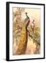 Peacock and Peahen, Illustration-null-Framed Art Print