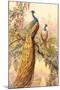 Peacock and Peahen, Illustration-null-Mounted Art Print