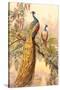 Peacock and Peahen, Illustration-null-Stretched Canvas
