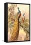 Peacock and Peahen, Illustration-null-Framed Stretched Canvas