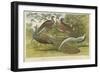 Peacock and Pheasants-null-Framed Giclee Print