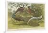 Peacock and Pheasants-null-Framed Giclee Print