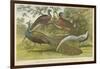 Peacock and Pheasants-null-Framed Giclee Print