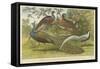 Peacock and Pheasants-null-Framed Stretched Canvas