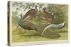 Peacock and Pheasants-null-Stretched Canvas