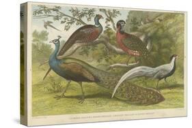 Peacock and Pheasants-null-Stretched Canvas