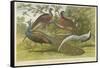 Peacock and Pheasants-null-Framed Stretched Canvas