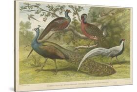 Peacock and Pheasants-null-Stretched Canvas