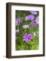 Peacock Anemone (Anemone Pavomina) with Dew-Constantinos Petrinos-Framed Photographic Print