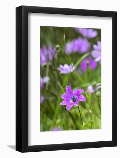 Peacock Anemone (Anemone Pavomina) with Dew-Constantinos Petrinos-Framed Photographic Print