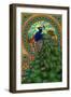 Peacock - Art Nouveau-Lantern Press-Framed Art Print