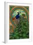 Peacock - Art Nouveau-Lantern Press-Framed Art Print