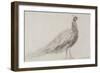 Peacock at Capel Curig, C.1845-David Cox-Framed Giclee Print