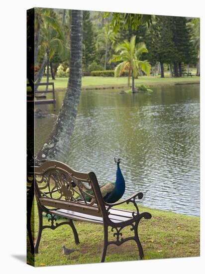 Peacock at the Smith Family Luau Garden Grounds, Kauai, Hawaii, USA-Savanah Stewart-Stretched Canvas