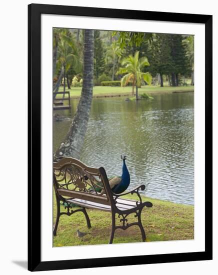 Peacock at the Smith Family Luau Garden Grounds, Kauai, Hawaii, USA-Savanah Stewart-Framed Photographic Print