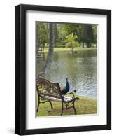 Peacock at the Smith Family Luau Garden Grounds, Kauai, Hawaii, USA-Savanah Stewart-Framed Premium Photographic Print