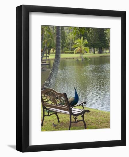 Peacock at the Smith Family Luau Garden Grounds, Kauai, Hawaii, USA-Savanah Stewart-Framed Premium Photographic Print
