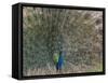 Peacock, Bandhavgarh Tiger Reserve, Madhya Pradesh State, India-Milse Thorsten-Framed Stretched Canvas