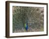 Peacock, Bandhavgarh Tiger Reserve, Madhya Pradesh State, India-Milse Thorsten-Framed Premium Photographic Print