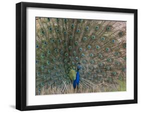 Peacock, Bandhavgarh Tiger Reserve, Madhya Pradesh State, India-Milse Thorsten-Framed Premium Photographic Print