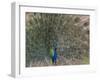 Peacock, Bandhavgarh Tiger Reserve, Madhya Pradesh State, India-Milse Thorsten-Framed Premium Photographic Print