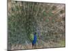 Peacock, Bandhavgarh Tiger Reserve, Madhya Pradesh State, India-Milse Thorsten-Mounted Premium Photographic Print