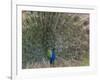 Peacock, Bandhavgarh Tiger Reserve, Madhya Pradesh State, India-Milse Thorsten-Framed Photographic Print