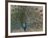 Peacock, Bandhavgarh Tiger Reserve, Madhya Pradesh State, India-Milse Thorsten-Framed Photographic Print