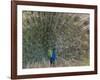 Peacock, Bandhavgarh Tiger Reserve, Madhya Pradesh State, India-Milse Thorsten-Framed Photographic Print