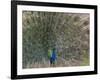 Peacock, Bandhavgarh Tiger Reserve, Madhya Pradesh State, India-Milse Thorsten-Framed Photographic Print