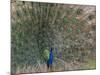 Peacock, Bandhavgarh Tiger Reserve, Madhya Pradesh State, India-Milse Thorsten-Mounted Photographic Print