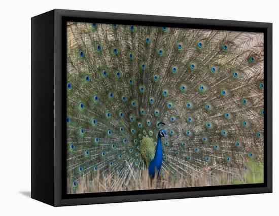 Peacock, Bandhavgarh Tiger Reserve, Madhya Pradesh State, India-Milse Thorsten-Framed Stretched Canvas