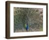 Peacock, Bandhavgarh Tiger Reserve, Madhya Pradesh State, India-Milse Thorsten-Framed Photographic Print