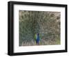 Peacock, Bandhavgarh Tiger Reserve, Madhya Pradesh State, India-Milse Thorsten-Framed Photographic Print