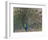 Peacock, Bandhavgarh Tiger Reserve, Madhya Pradesh State, India-Milse Thorsten-Framed Photographic Print