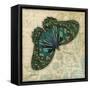 Peacock Bfly 2-Diane Stimson-Framed Stretched Canvas