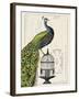 Peacock Birdcage I-Hugo Wild-Framed Art Print