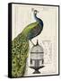 Peacock Birdcage I-Hugo Wild-Framed Stretched Canvas