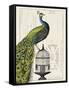 Peacock Birdcage I-Hugo Wild-Framed Stretched Canvas