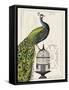 Peacock Birdcage I-Hugo Wild-Framed Stretched Canvas