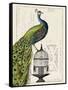 Peacock Birdcage I-Hugo Wild-Framed Stretched Canvas