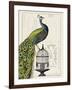 Peacock Birdcage I-Hugo Wild-Framed Art Print