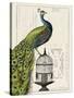 Peacock Birdcage I-Hugo Wild-Stretched Canvas