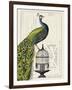 Peacock Birdcage I-Hugo Wild-Framed Art Print