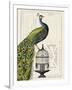 Peacock Birdcage I-Hugo Wild-Framed Art Print