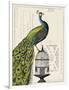 Peacock Birdcage I-Sue Schlabach-Framed Art Print