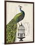 Peacock Birdcage I-Sue Schlabach-Framed Art Print