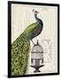 Peacock Birdcage I-Sue Schlabach-Framed Art Print